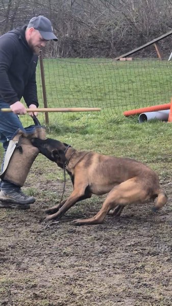 Centre d'éducation canin Pro Canis asbl - photo 3