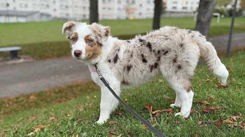 Dog & Picture - photo 1