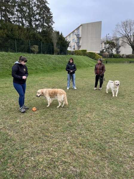 Dog & Picture - photo 3