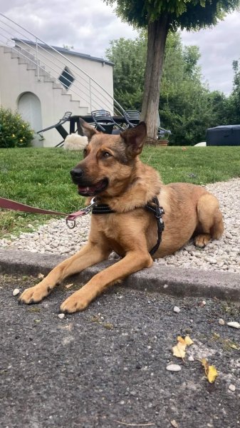 Uni'vers Canin, Éducateur Comportementaliste Canin - Kiên Comte - photo 2