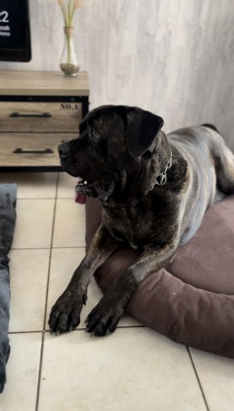 Uni'vers Canin, Éducateur Comportementaliste Canin - Kiên Comte - photo 3