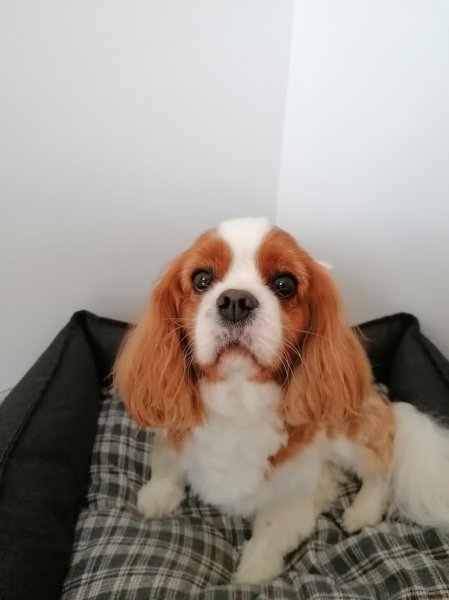 Dog Harmony - photo 2