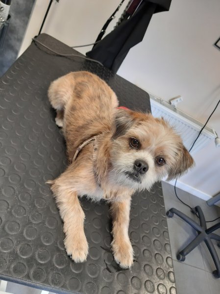 Dog Harmony - photo 3