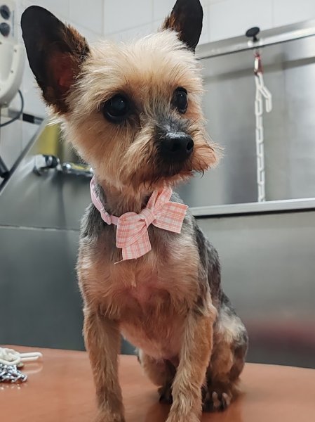 Au chien Chic 🐾 - photo 2