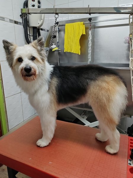 Au chien Chic 🐾 - photo 3