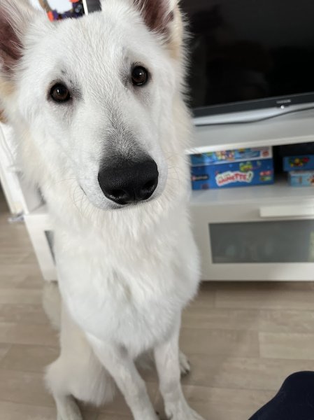 La patte d'Indiana Reims, salon de toilettage, praticienne en massage canin.