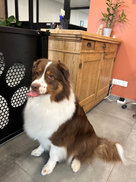 La patte d'Indiana Reims, salon de toilettage, praticienne en massage canin. - photo 3