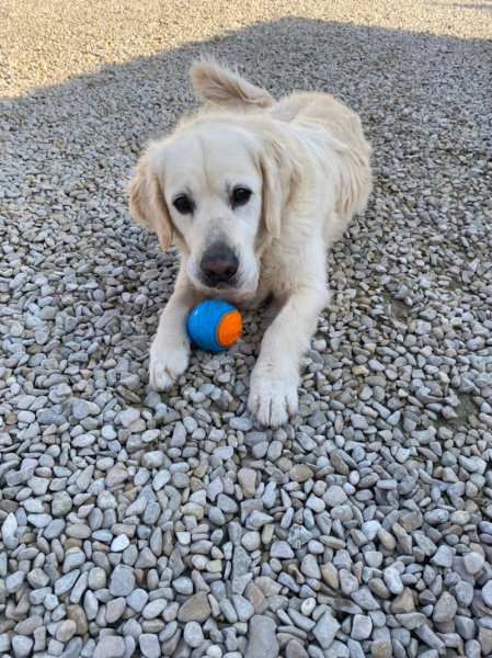 Doggy&Doggy - photo 1