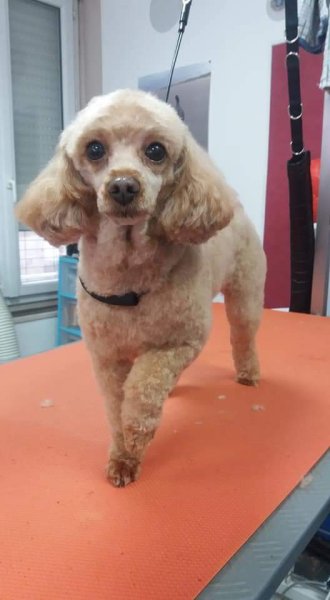 101 Canins - photo 1