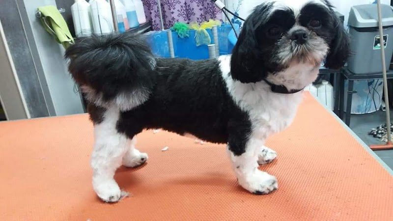 101 Canins - photo 2