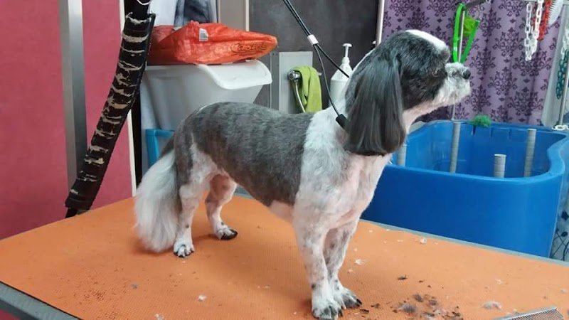 101 Canins - photo 3