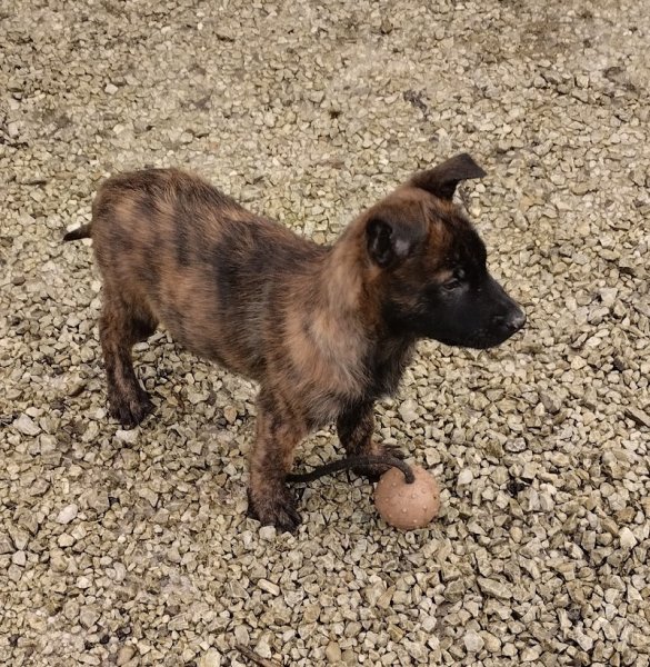 Les jardins de la défense élevage/pension canine