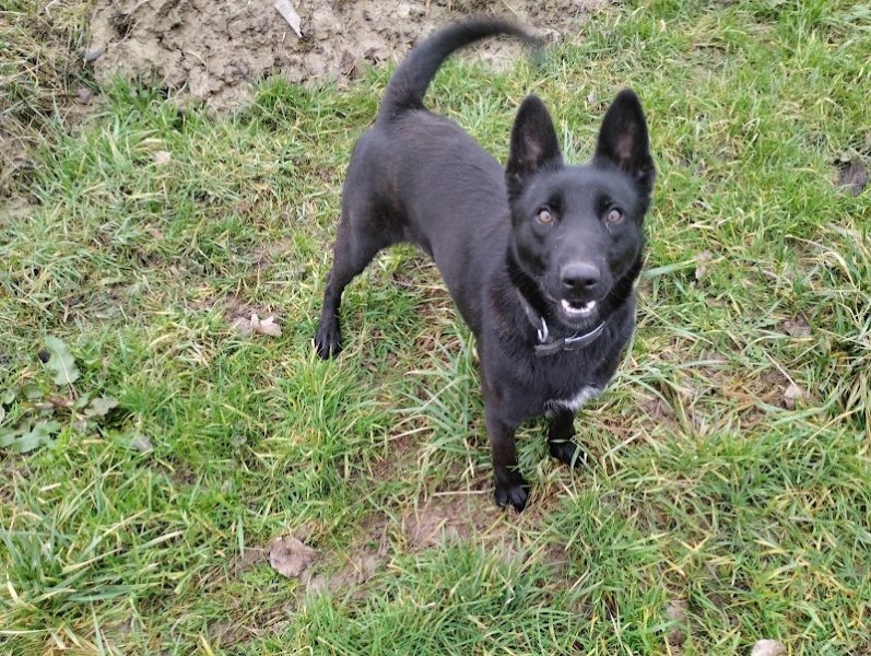 Les jardins de la défense élevage/pension canine - photo 2
