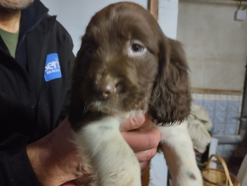 Les jardins de la défense élevage/pension canine - photo 3