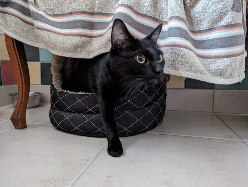 Service Canin Champenois