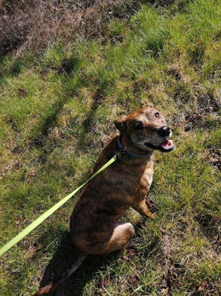 Service Canin Champenois - photo 3