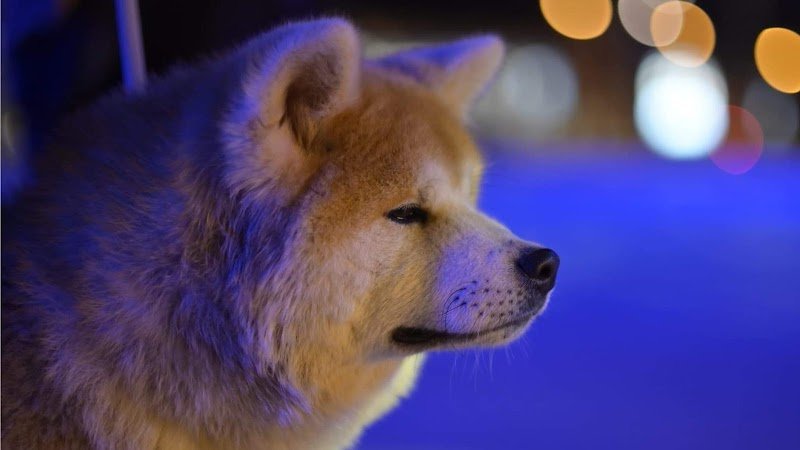 Elevage canin - akita inu - la montagne du grand est