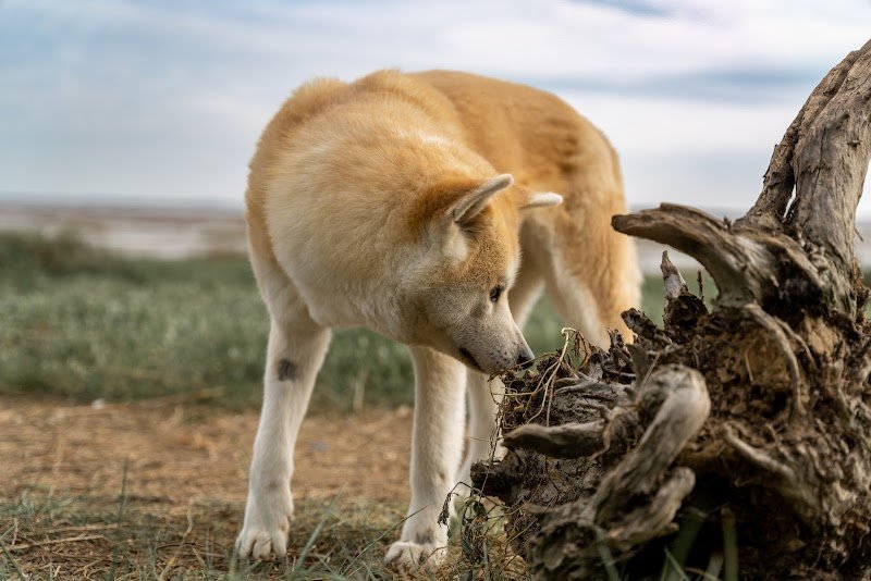 Elevage canin - akita inu - la montagne du grand est - photo 3