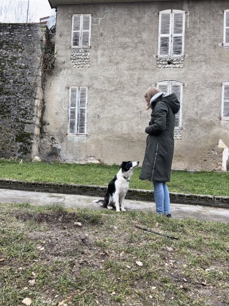 Maitre & Museau - Educateur comportementaliste canin - photo 2