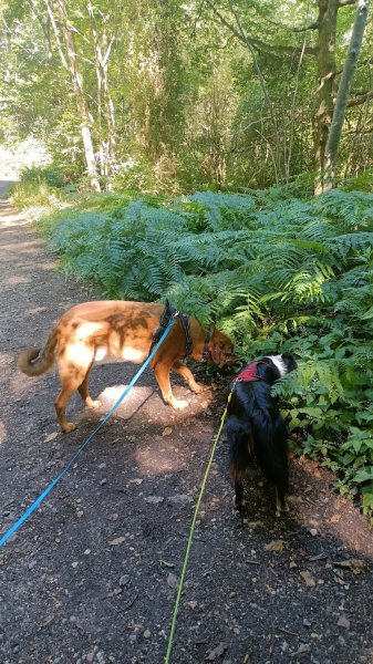 Or'Kanine - Comportement & éducation canine - photo 2