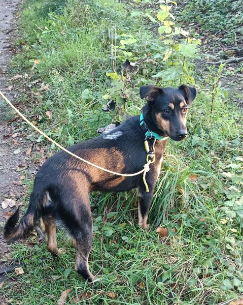 Or'Kanine - Comportement & éducation canine - photo 3