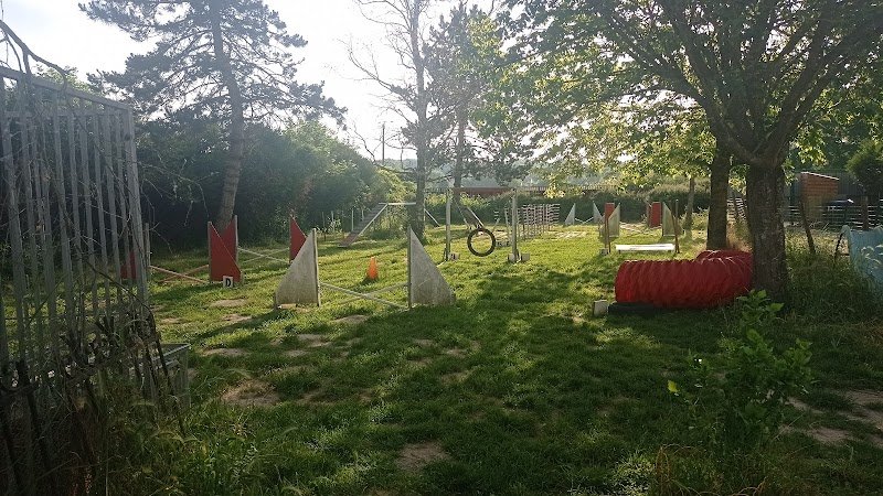 Agility - comportementaliste - éducation canine - photo 1