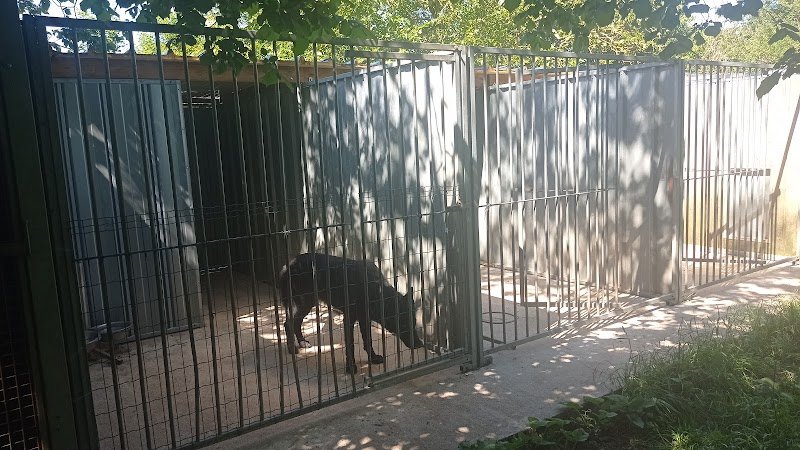 Agility - comportementaliste - éducation canine - photo 2