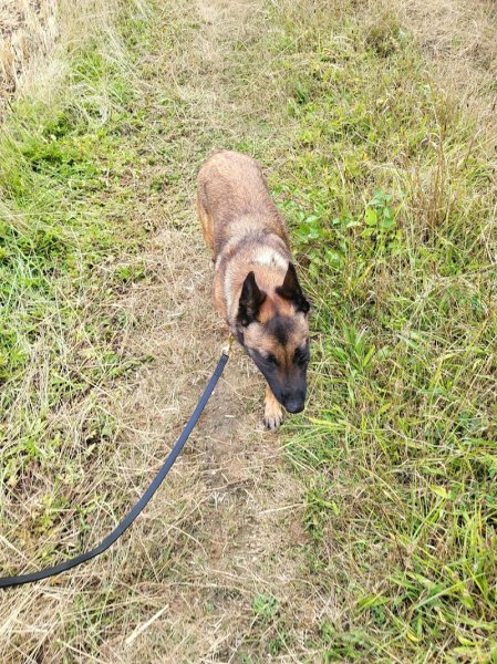 Agility - comportementaliste - éducation canine - photo 3