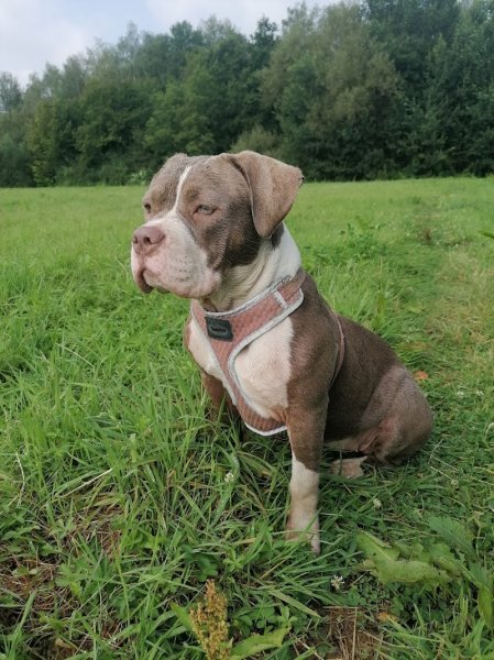 Education dog 77 - photo 1