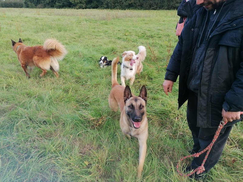 Education dog 77 - photo 3