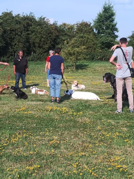Educateur comportementaliste Canin Michel Gioe - photo 3