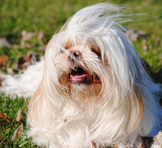 Édu-Canin - photo 3