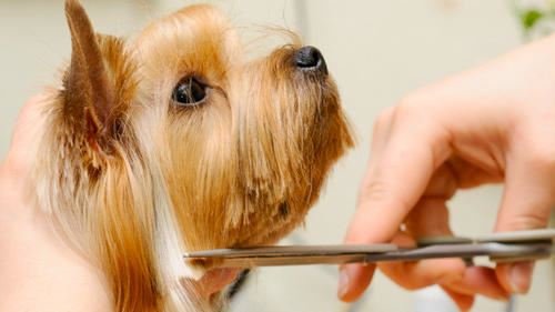 Centre Canin de L'Ouest - photo 3