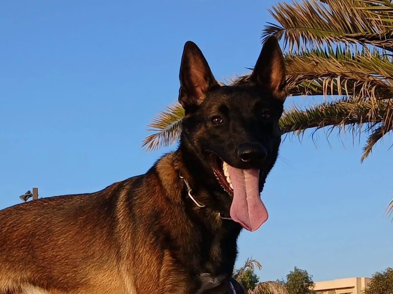 Elevage et pension canine du Bois Blanc Val (SARL Des Cotes Noires)