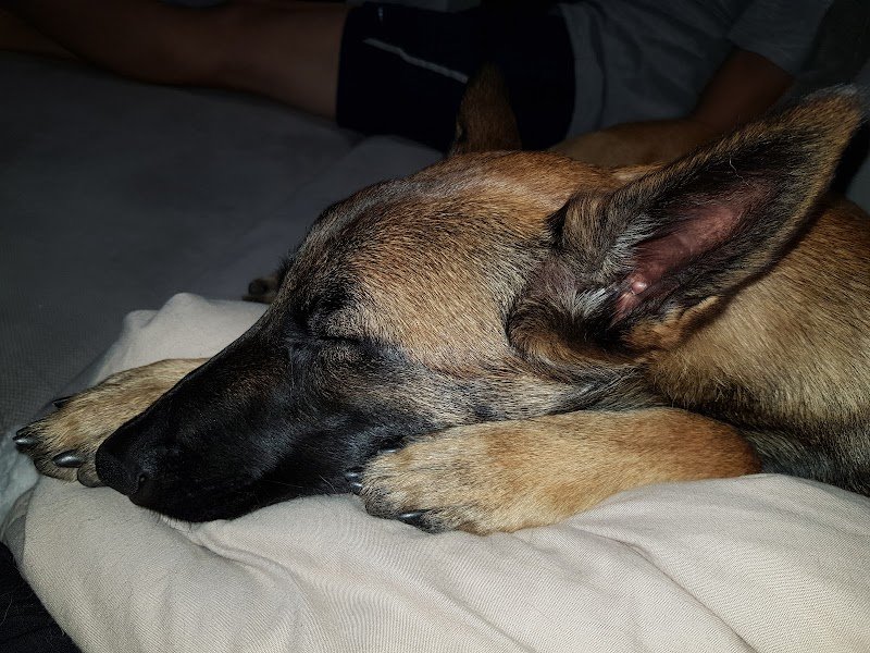 Elevage et pension canine du Bois Blanc Val (SARL Des Cotes Noires) - photo 3