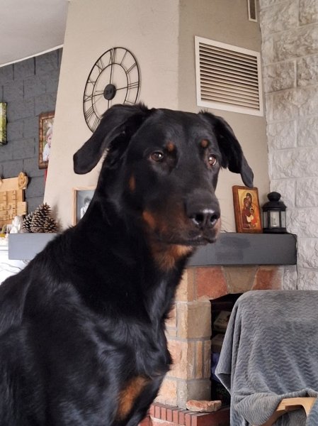 ZEN LE CHIEN - photo 1