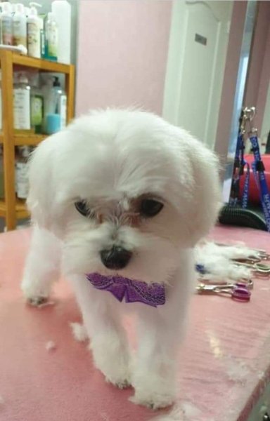 Au Bien-être Canin - photo 2