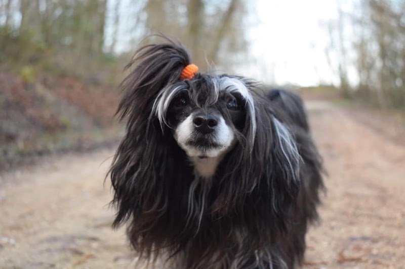 Au Bien-être Canin - photo 3