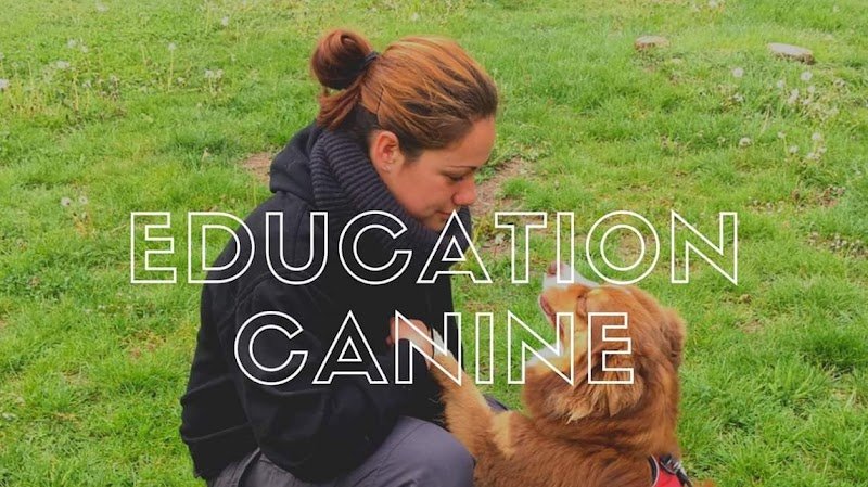 Air Go Educateur Comportementaliste Canin - photo 1