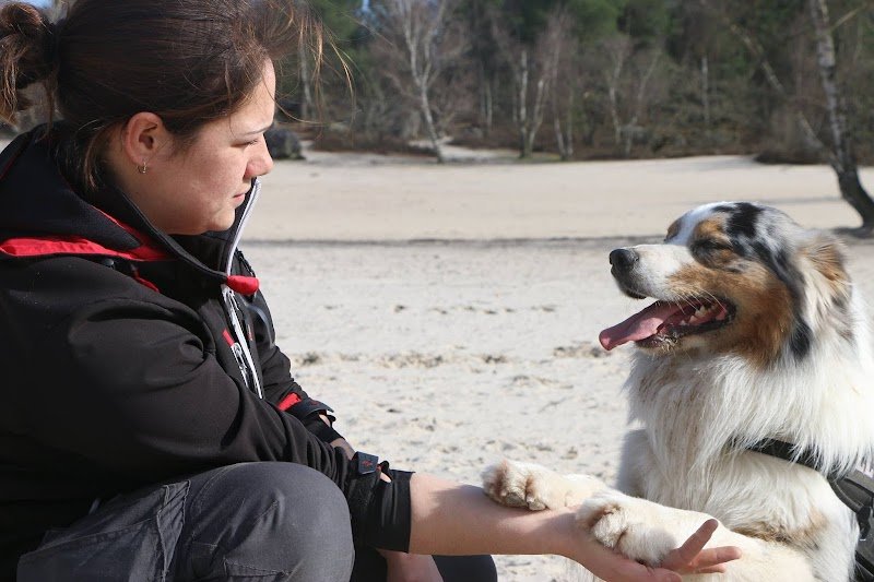 Air Go Educateur Comportementaliste Canin - photo 2