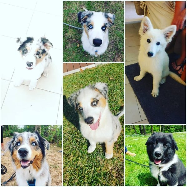 Air Go Educateur Comportementaliste Canin - photo 3