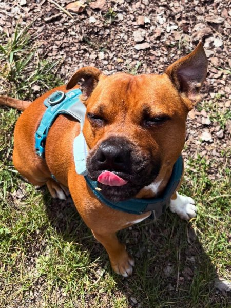 Doggizzy - Education Canine - Paris et Val-de-Marne (75-94) - photo 2