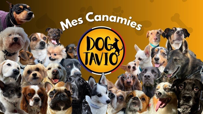 Dogtavio - Éducation Canine - Garderie et Promenades de Chiens