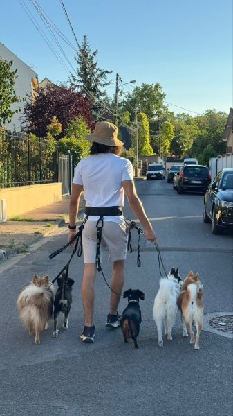 Dogtavio - Éducation Canine - Garderie et Promenades de Chiens - photo 2