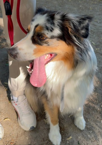 Dogtavio - Éducation Canine - Garderie et Promenades de Chiens - photo 3