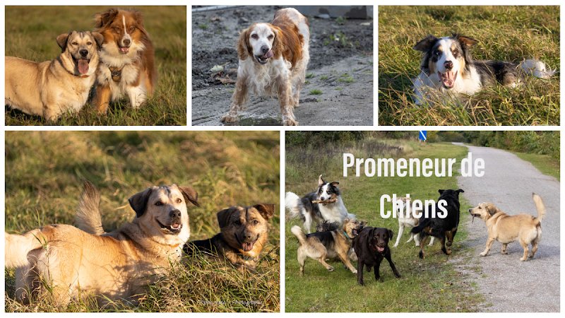 Filippo Naso - Educateur Canin Comportementaliste - photo 1