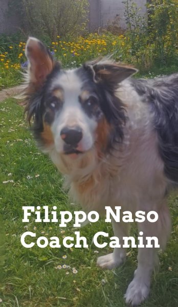 Filippo Naso - Educateur Canin Comportementaliste - photo 2