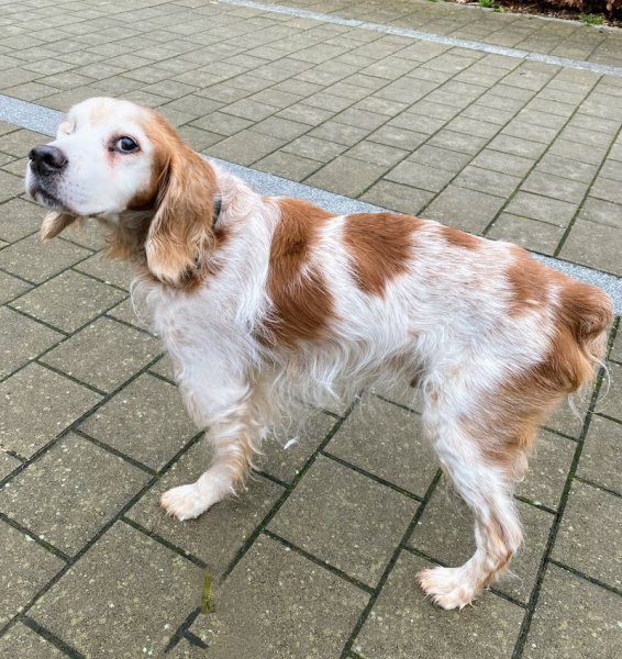 Filippo Naso - Educateur Canin Comportementaliste - photo 3