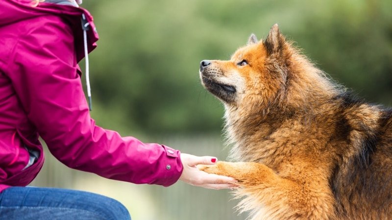 Os'Moz Education Canine