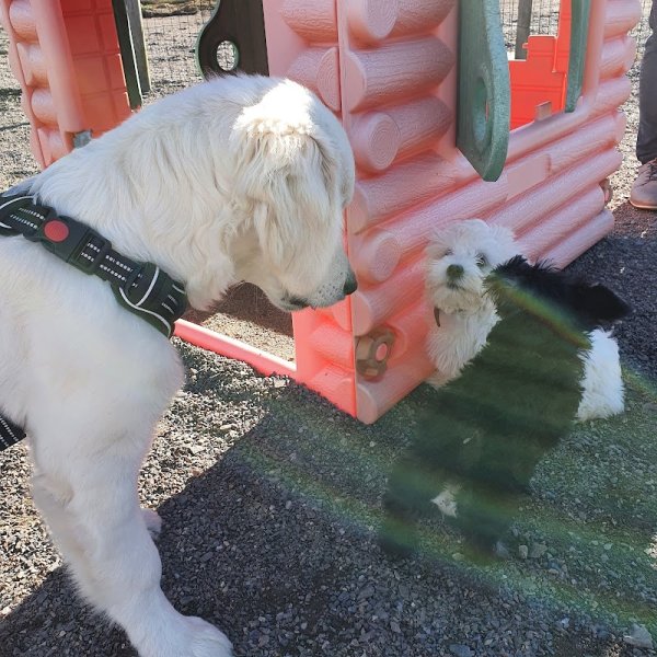 Os'Moz Education Canine - photo 3